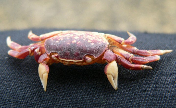 crab 2 1541007